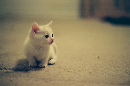 鱼骨头留下了，猫走了。