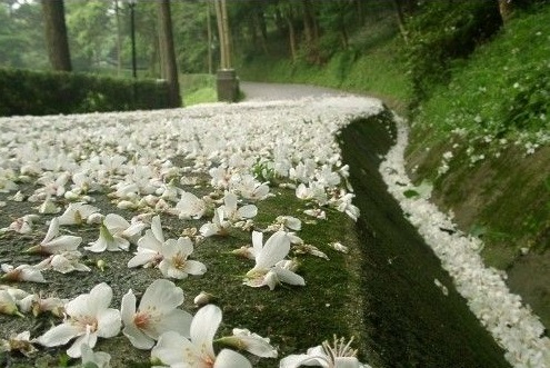 梦里一年三千繁花落叶