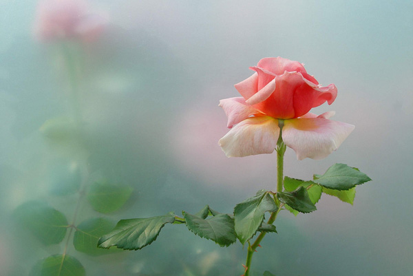 烟雨，花朝