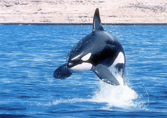 我是一只化为孤岛的蓝鲸