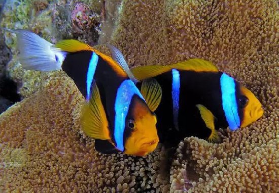 为你，我愿意成为一条固执的鱼