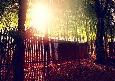 记忆——合欢树