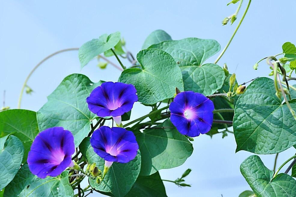 夕颜花开，相思成海