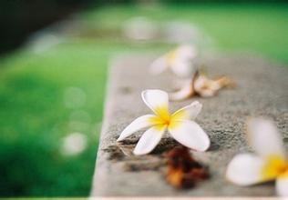 雨落,花损一地残殇 雨落,花损一地残殇