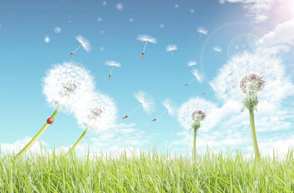 生命之花迎风飘扬 生命之花迎风飘扬