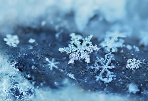 漫雪梅香，静美如诗