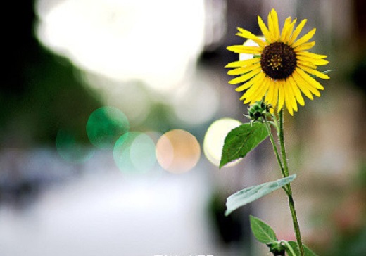 我们都曾像夏日里的向日葵 我们都曾像夏日里的向日葵