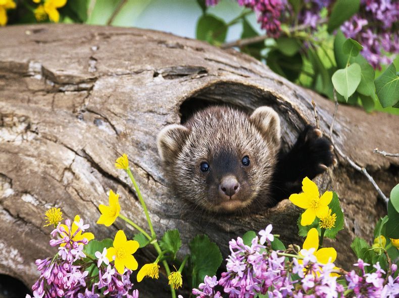 三月,你好 三月,你好