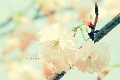 风动桂花香 风动桂花香