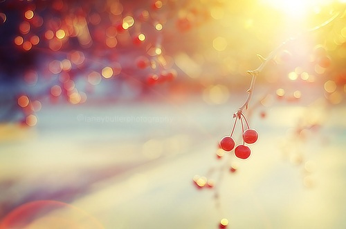 我愿用一颗红豆换你终身自由 我愿用一颗红豆换你终身自由