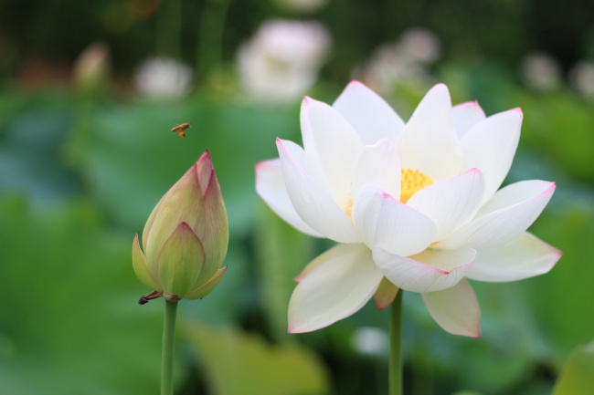 读你，凡尘的莲花
