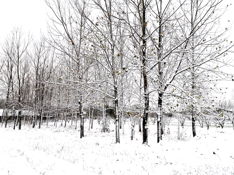 雪，化了